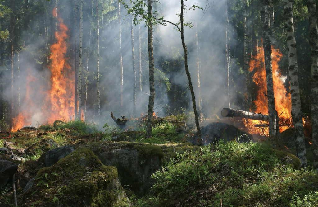A picture of a forest fire, showing the effects of climate change.