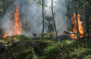 A picture of a forest fire, showing the effects of climate change.