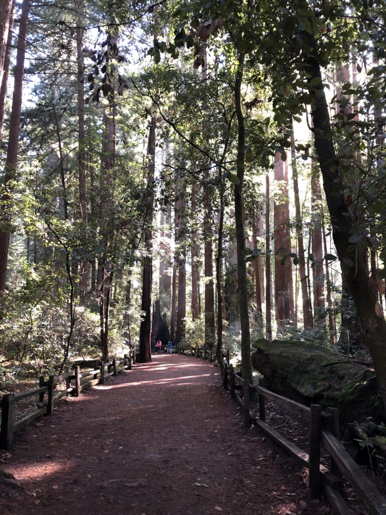 Tall redwood trees at Henry Cowell state park