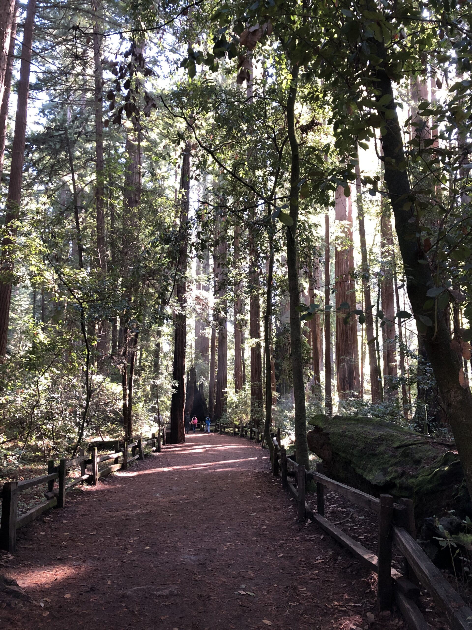 Tall redwood trees at Henry Cowell state park