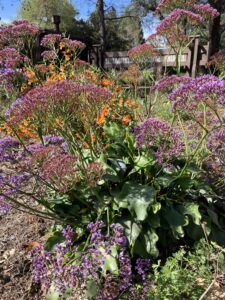 Native flowers in front of a sign for St. Timothy's Episcopal Church