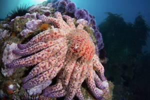 Picture shows a starfish