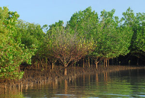 A mangrove forest in Kenya