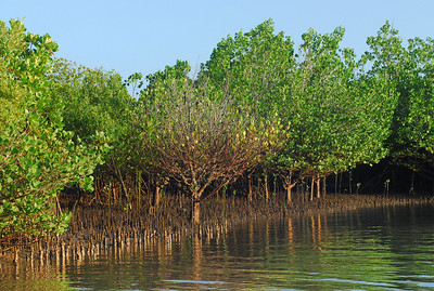 A mangrove forest in Kenya