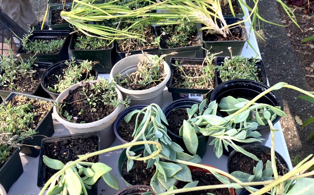 Various green plants