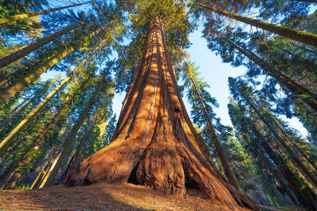 A redwood tree