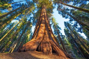 A redwood tree