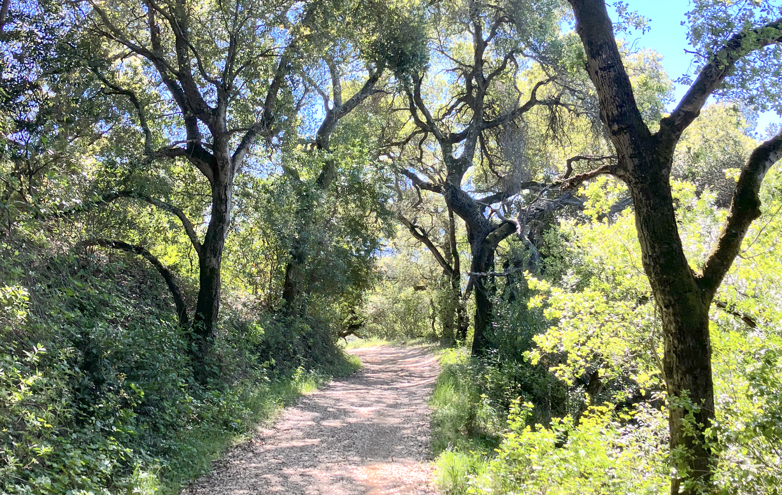 A shady path under the trees at a county park