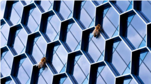 Bees Teaching Solar Panel Design