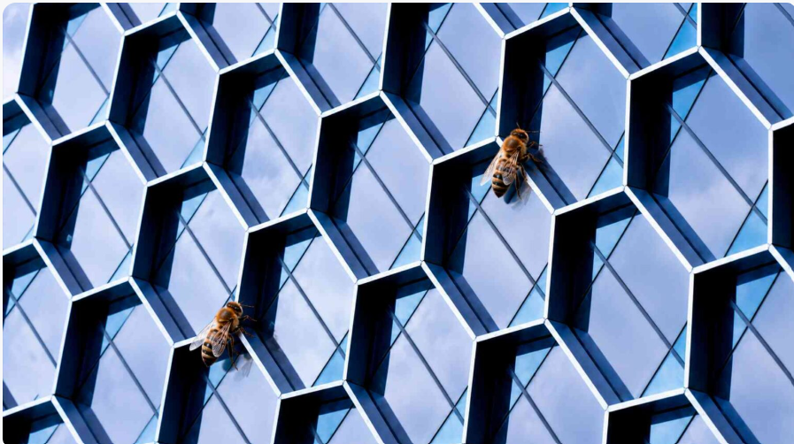 Bees Teaching Solar Panel Design