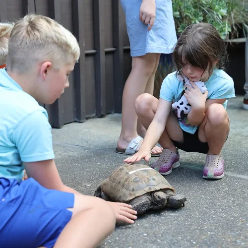 Copy of animal-blessing-tortoise