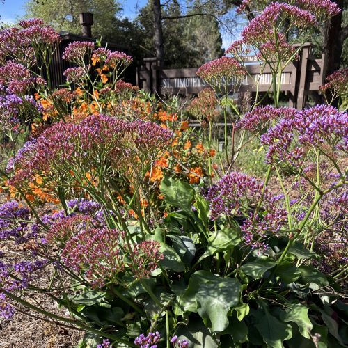 Native flowers in front of a St. Timothy's church sign