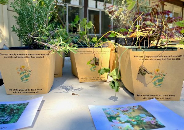 Plant cuttings in pots that say "we care about the environment"